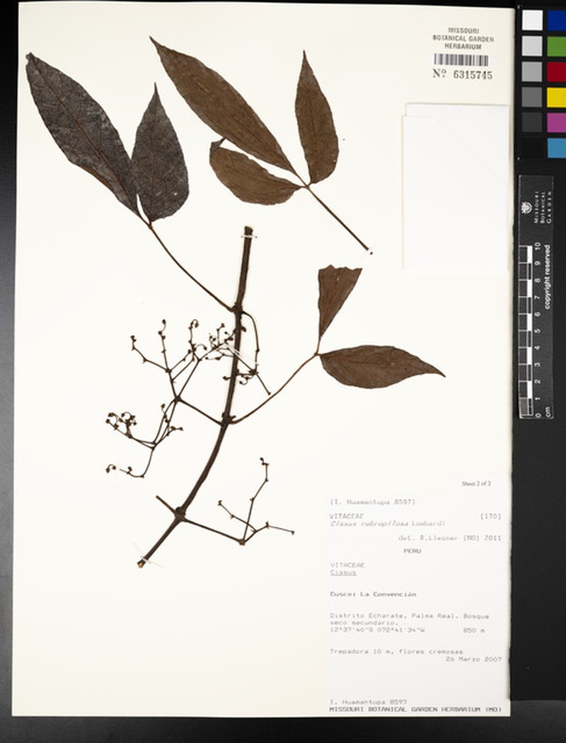 Cissus bracteosa