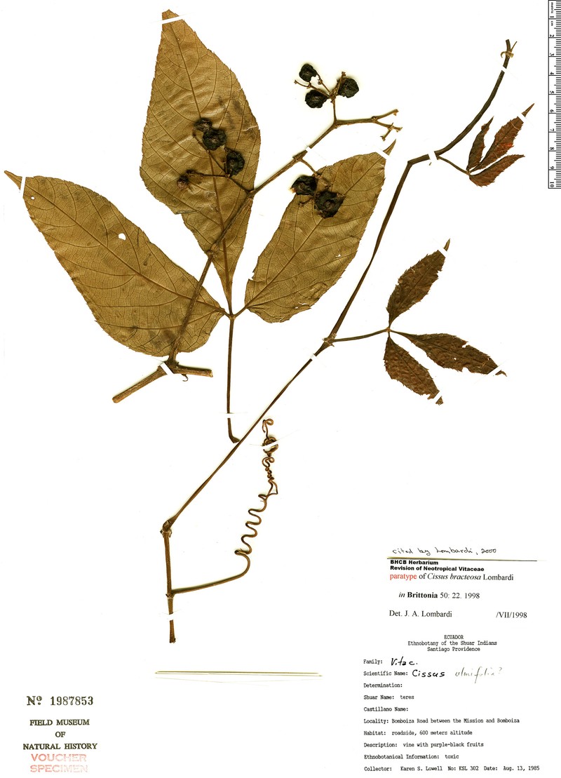 Cissus bracteosa photo 2