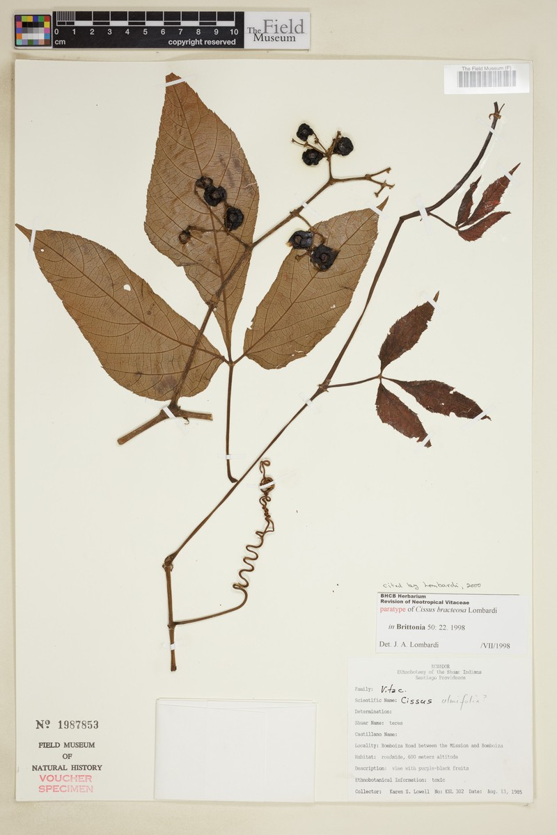 Cissus bracteosa photo 3