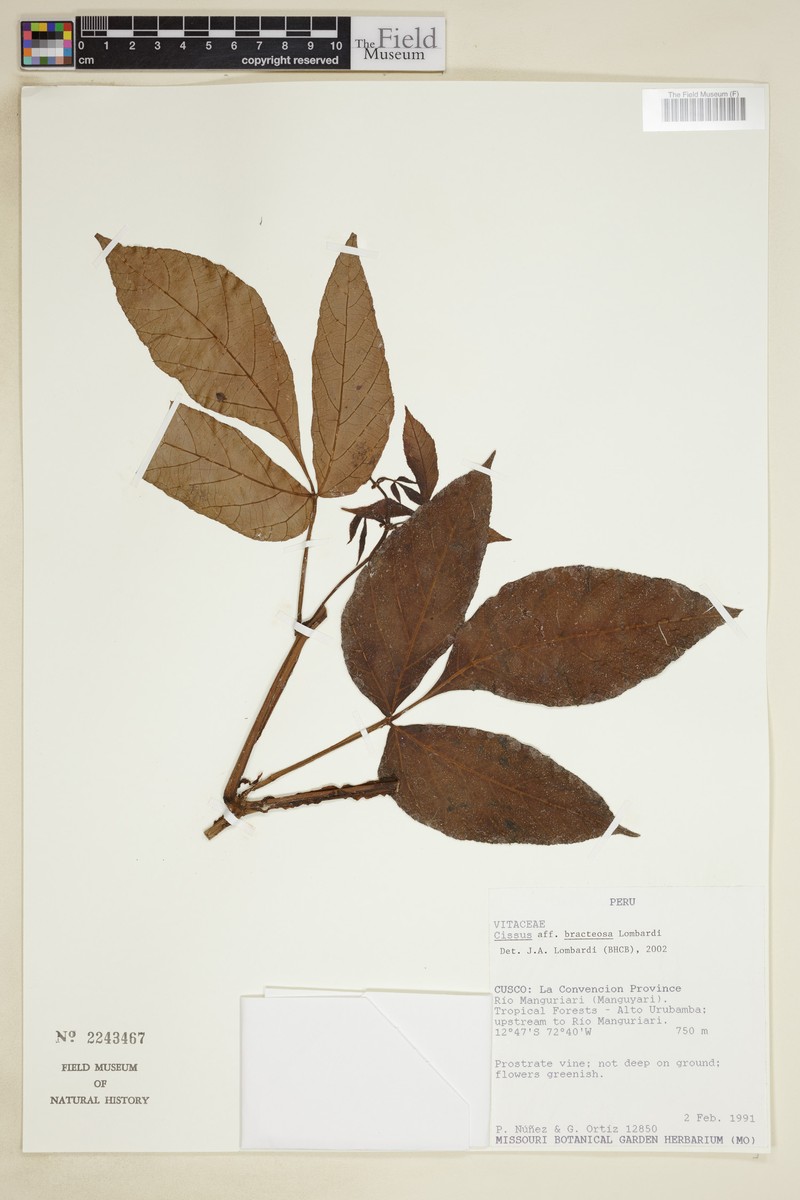 Cissus bracteosa photo 4