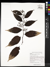 Cissus brevipes