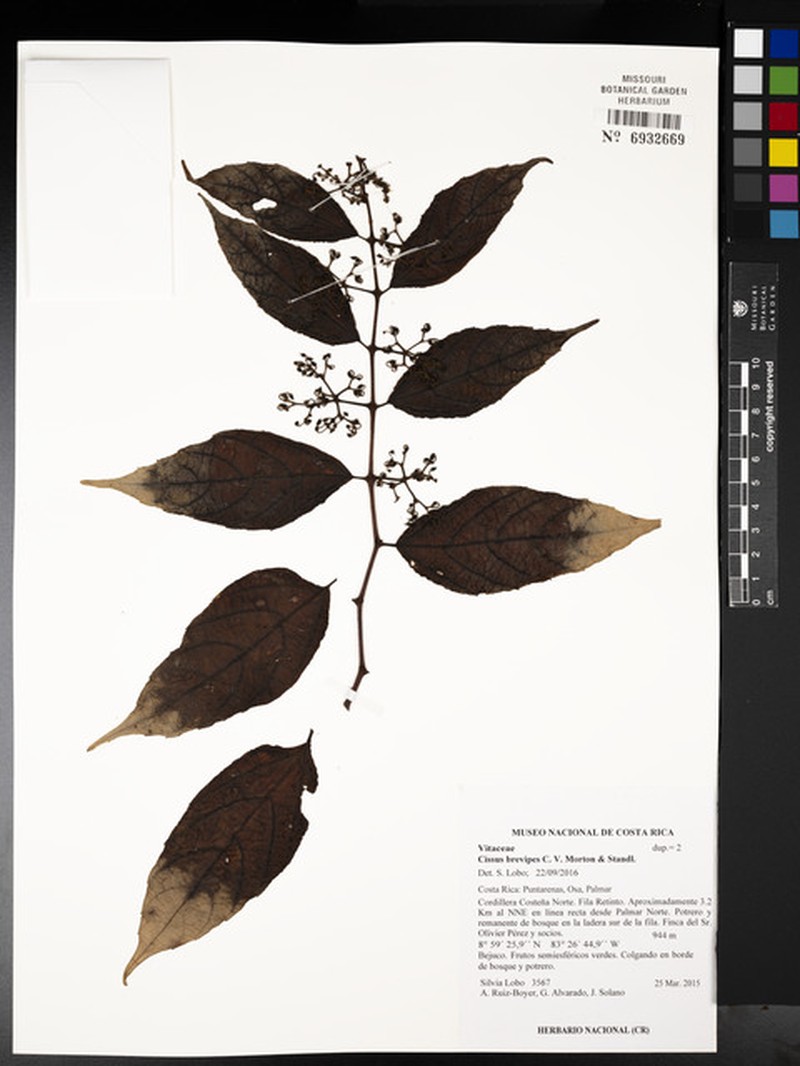 Cissus brevipes