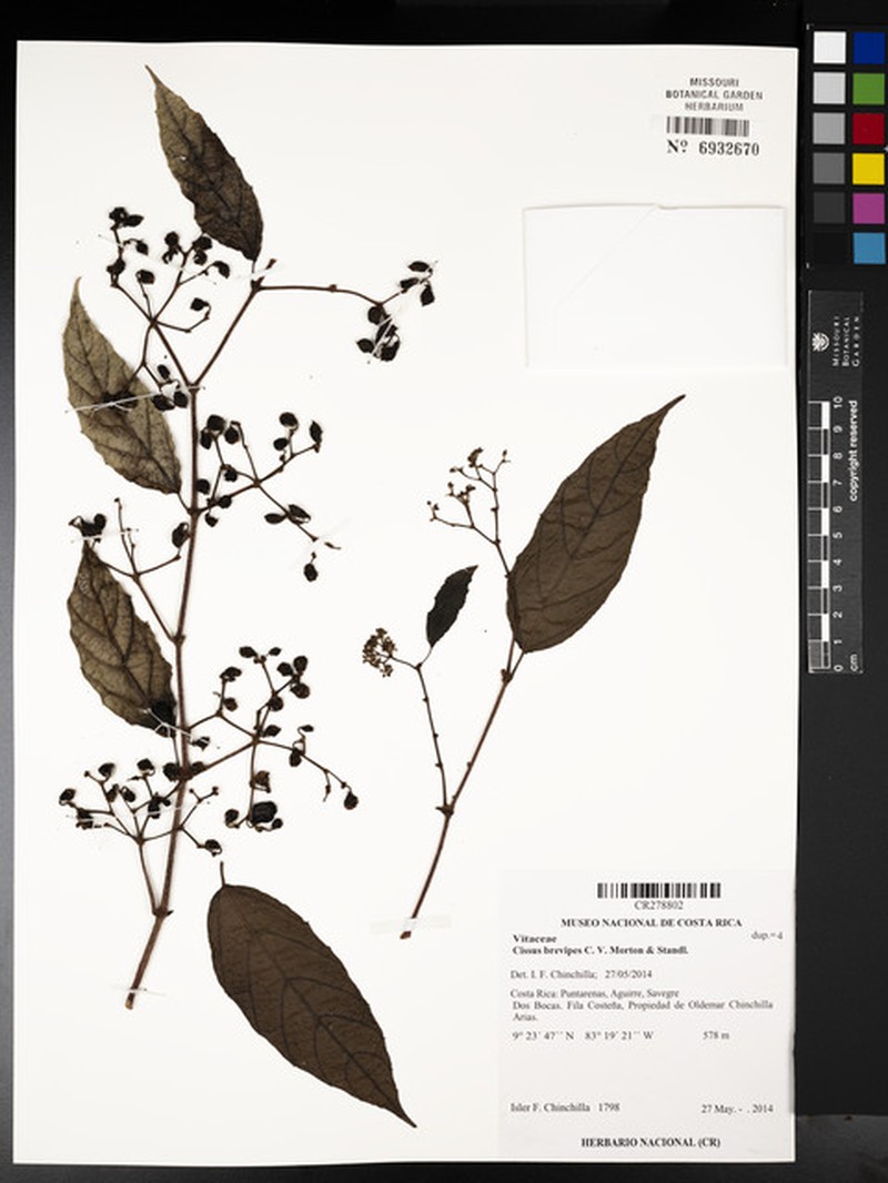 Cissus brevipes photo 2
