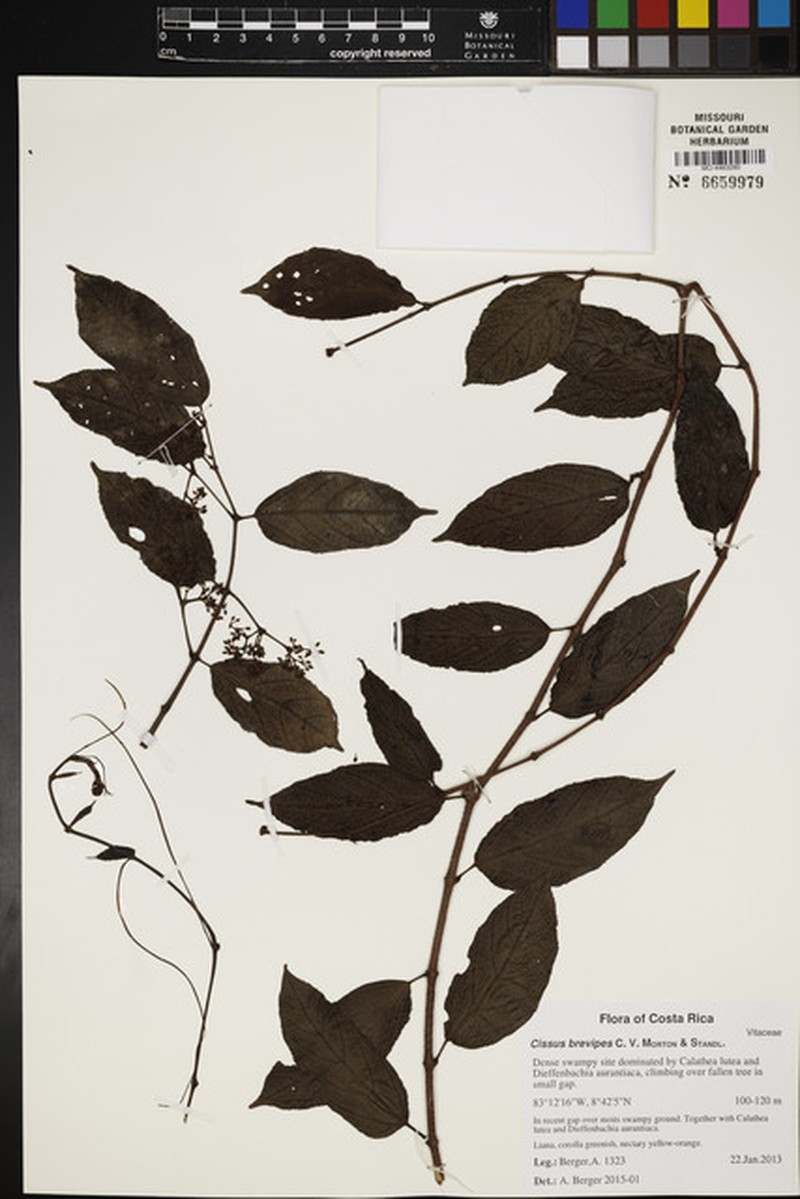 Cissus brevipes photo 3