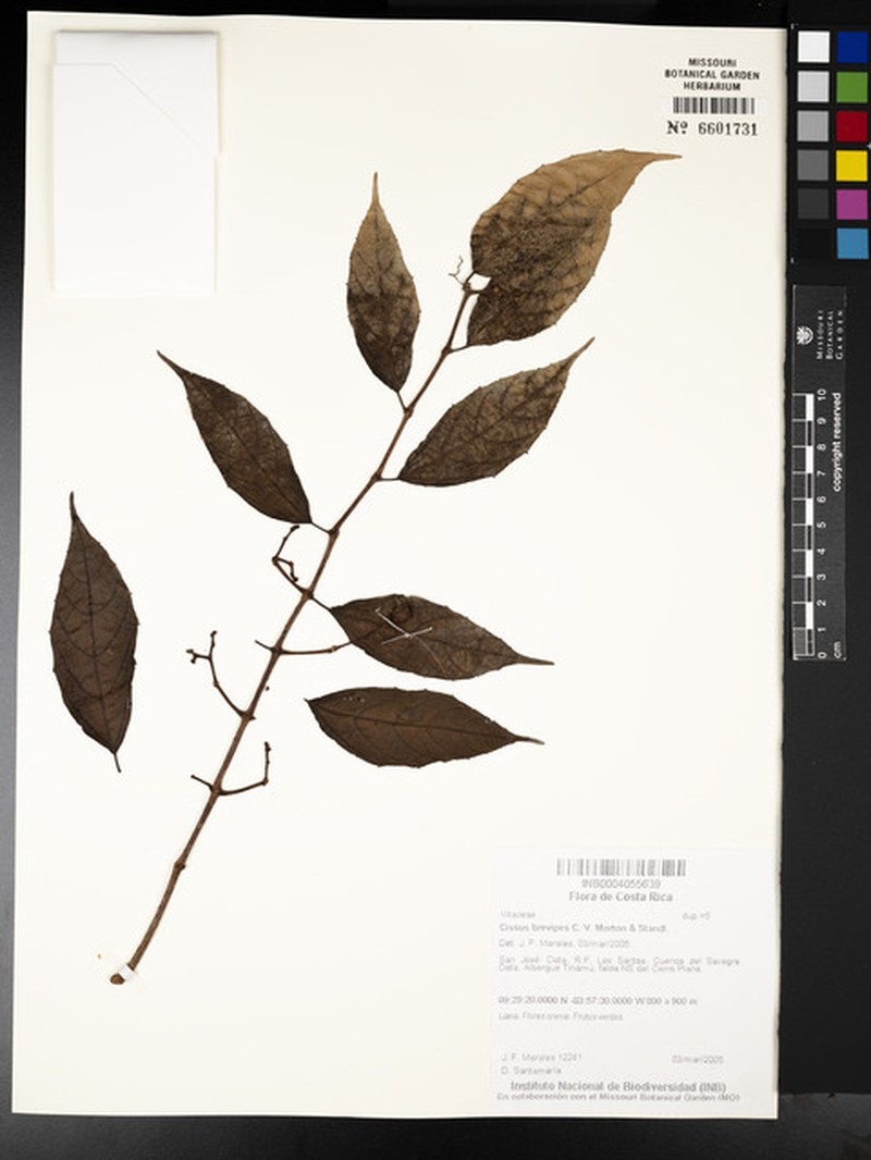 Cissus brevipes photo 4