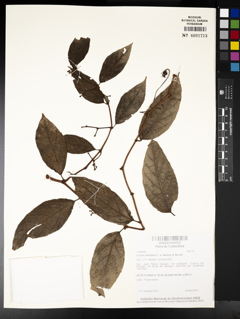 Cissus brevipes photo 5