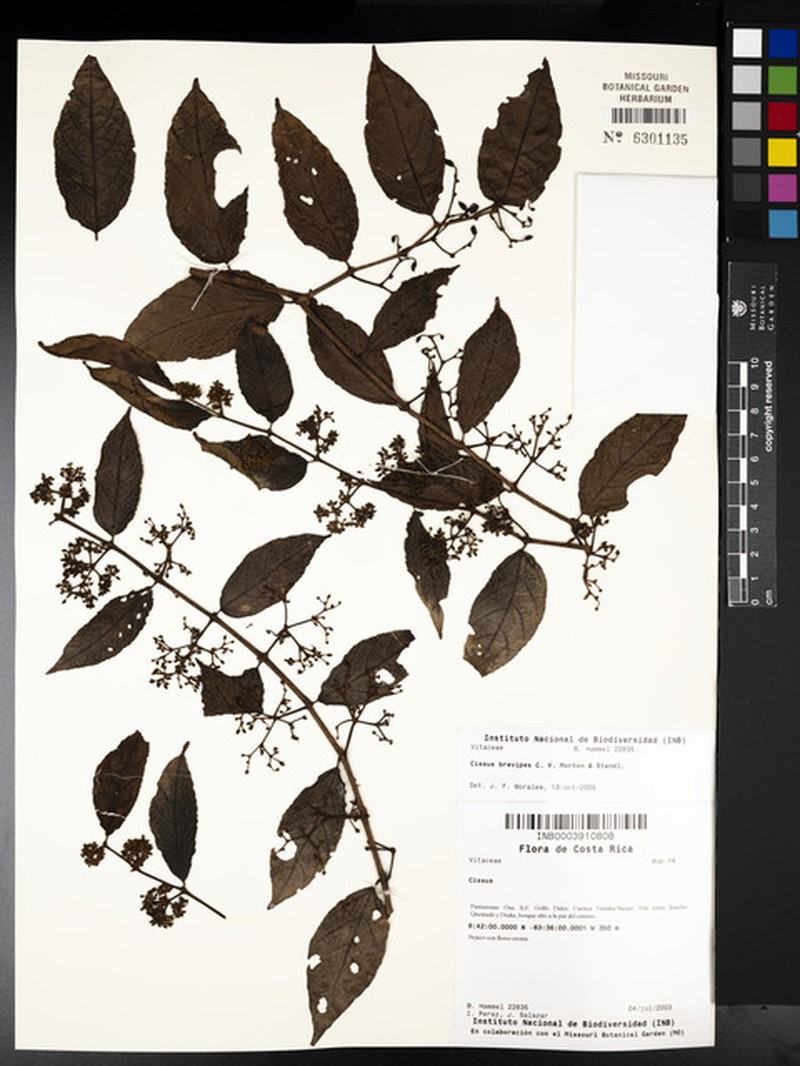Cissus brevipes photo 6