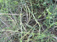 Cissus cactiformis