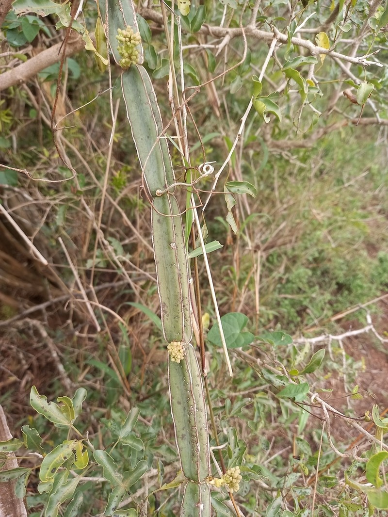 Cissus cactiformis photo 2