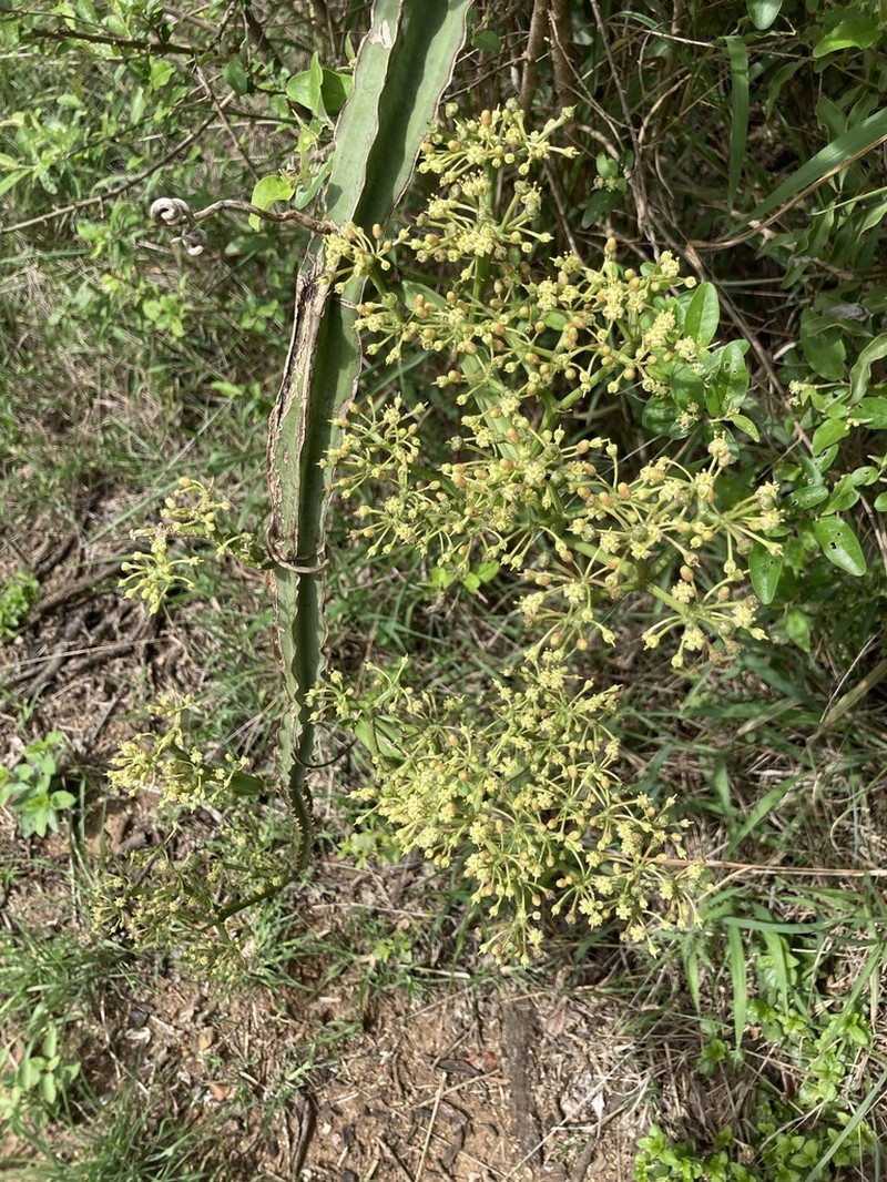 Cissus cactiformis photo 3
