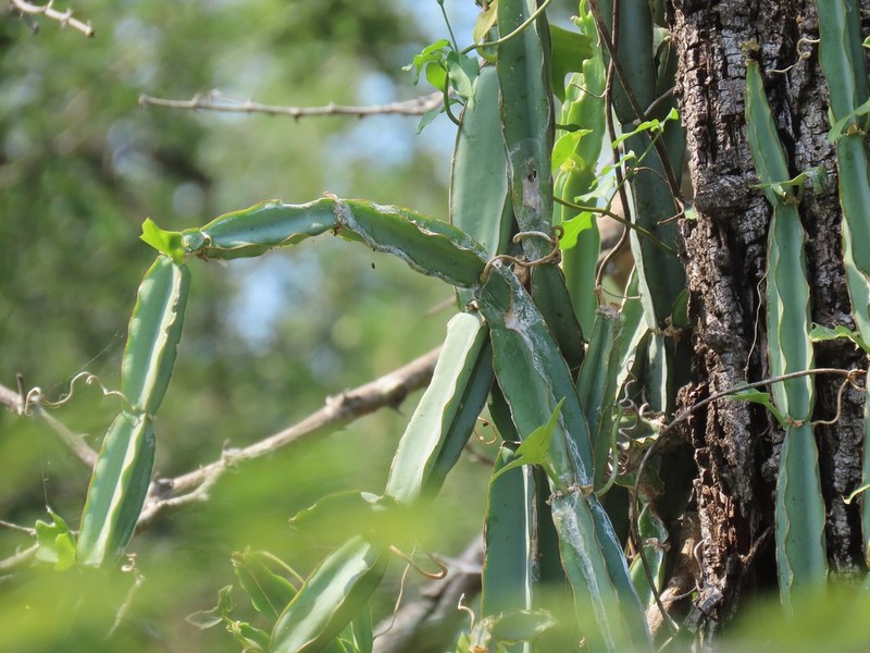 Cissus cactiformis photo 4