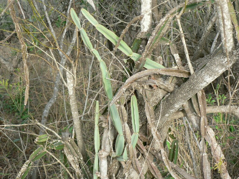 Cissus cactiformis photo 5