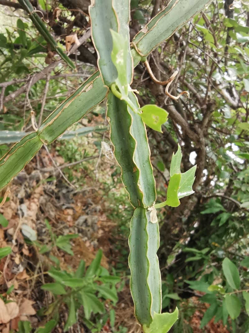 Cissus cactiformis photo 6