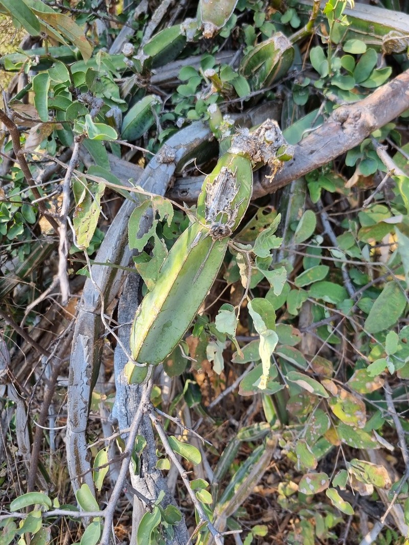 Cissus cactiformis photo 7