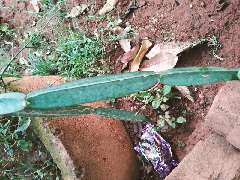 Cissus cactiformis photo 8