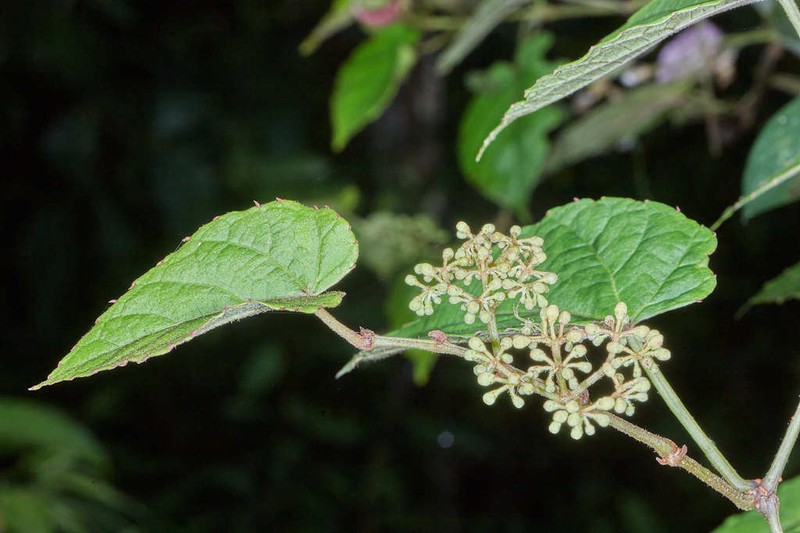 Cissus cacuminis