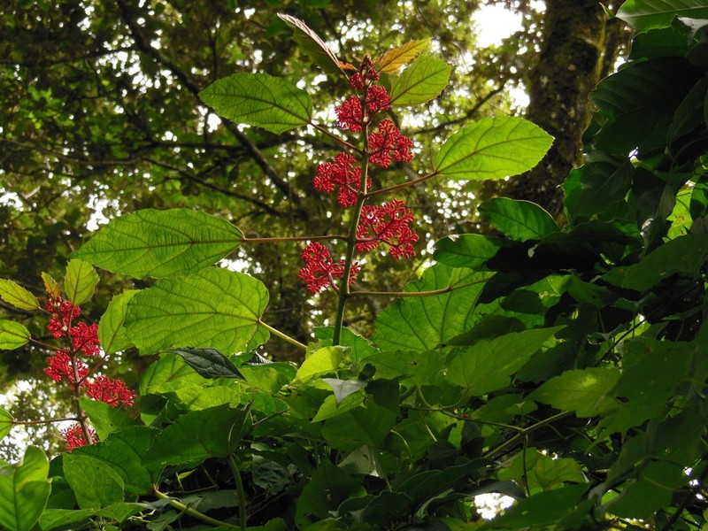 Cissus cacuminis photo 2
