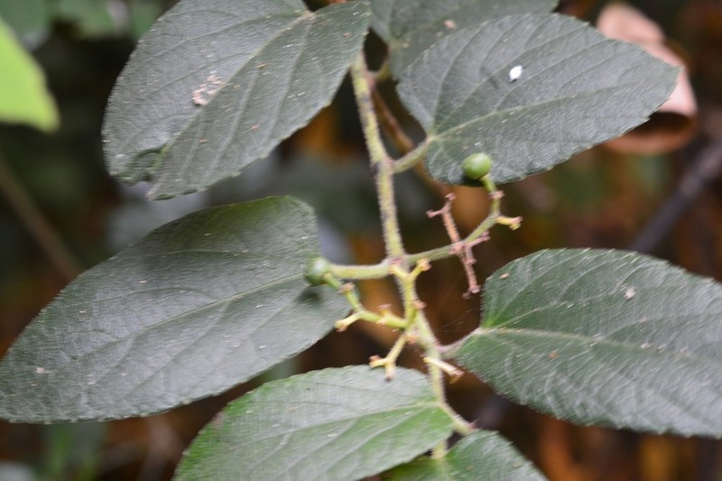 Cissus cacuminis photo 3