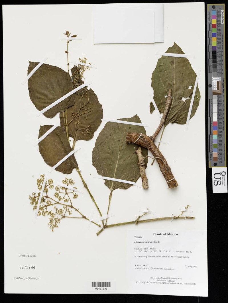 Cissus cacuminis photo 4