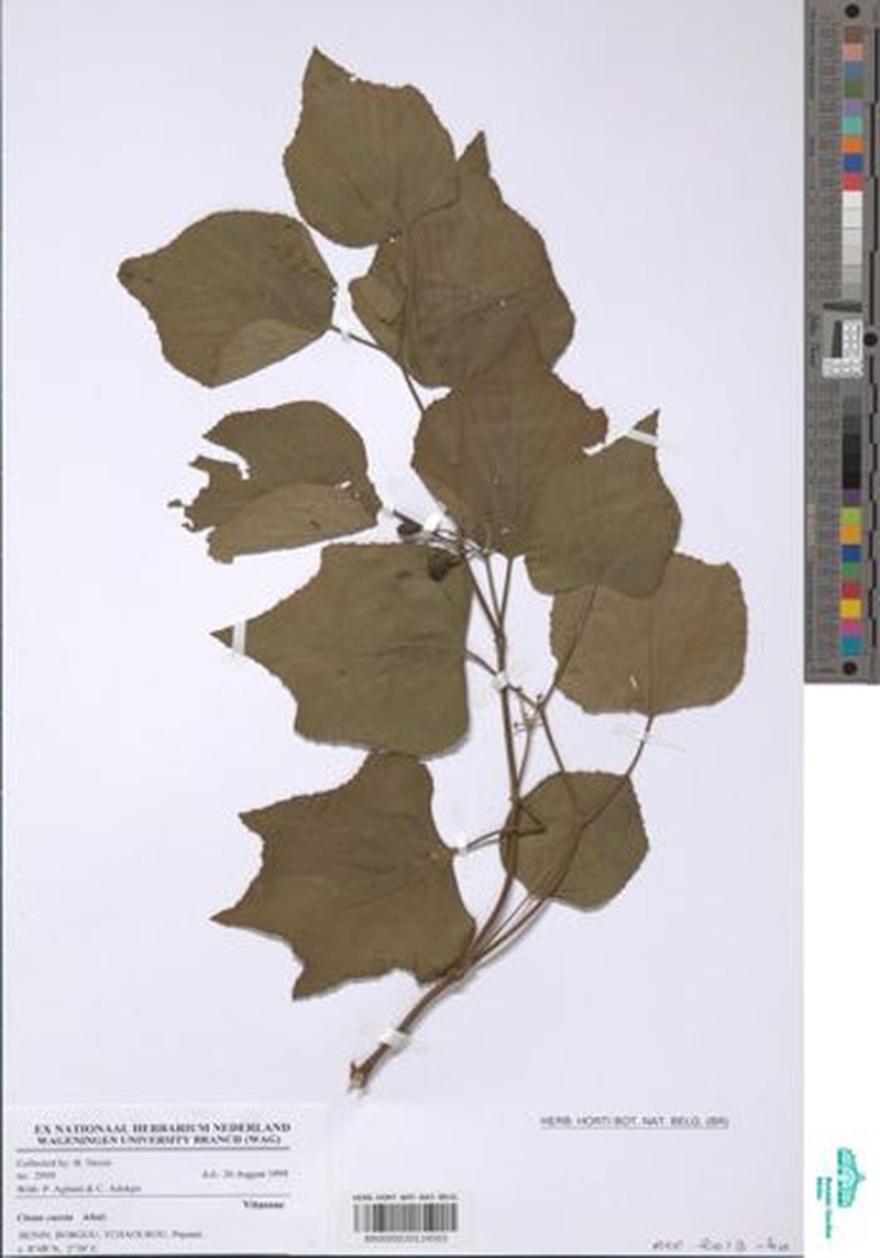 Cissus caesia photo 2