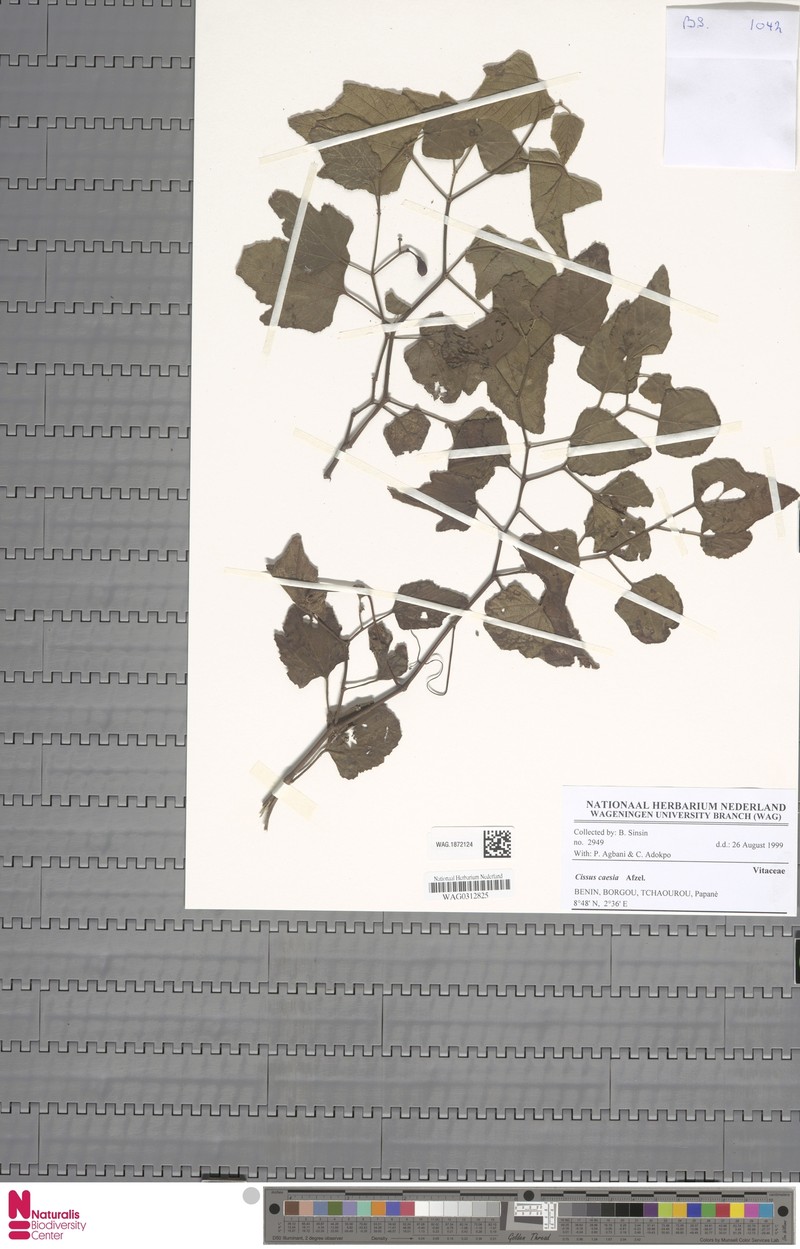 Cissus caesia photo 3
