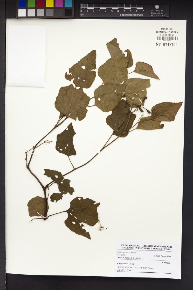 Cissus caesia photo 4