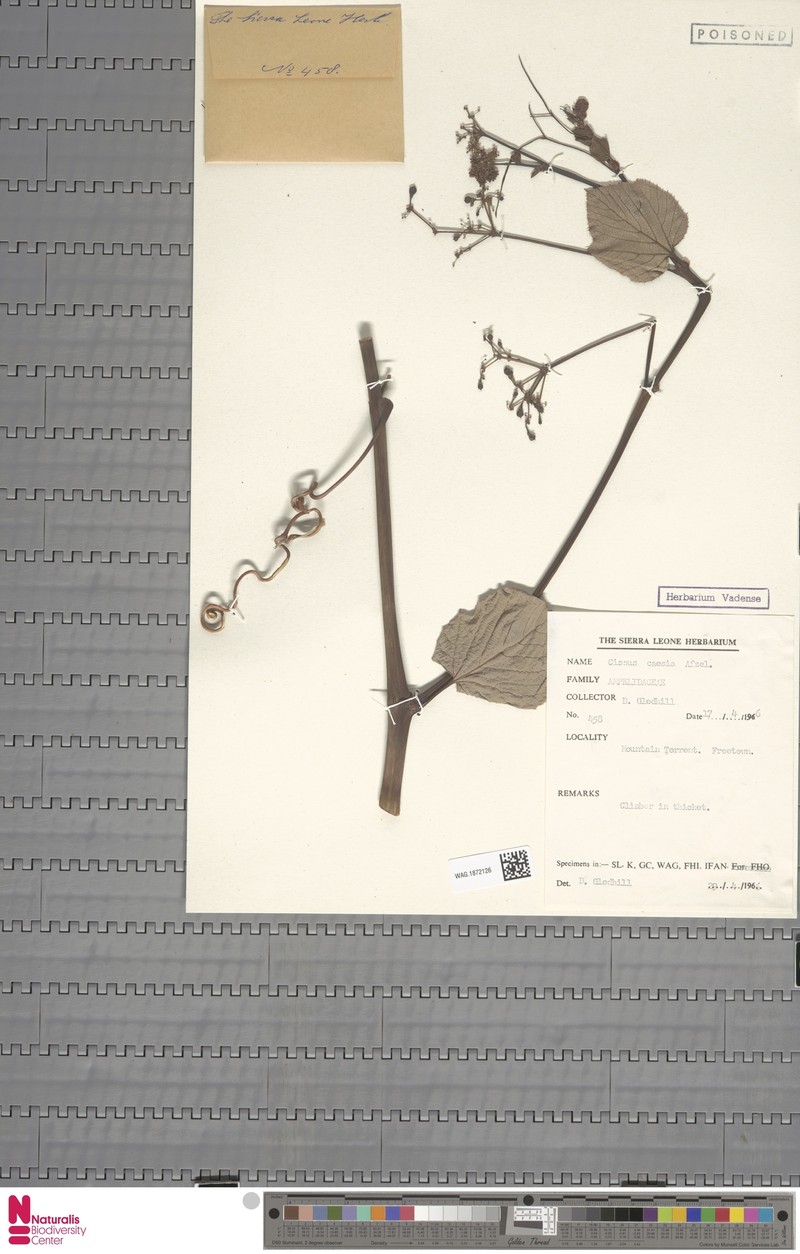Cissus caesia photo 5