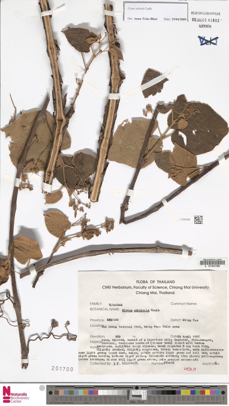 Cissus calcicola