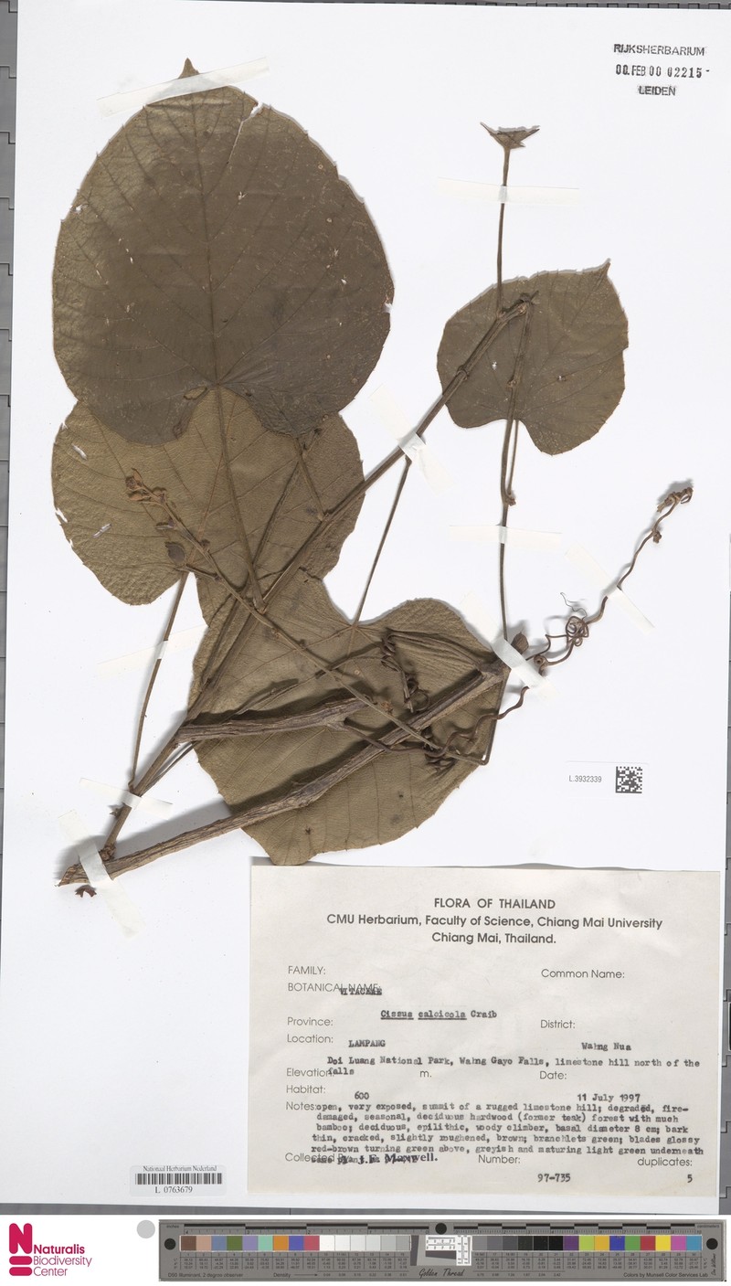 Cissus calcicola photo 2