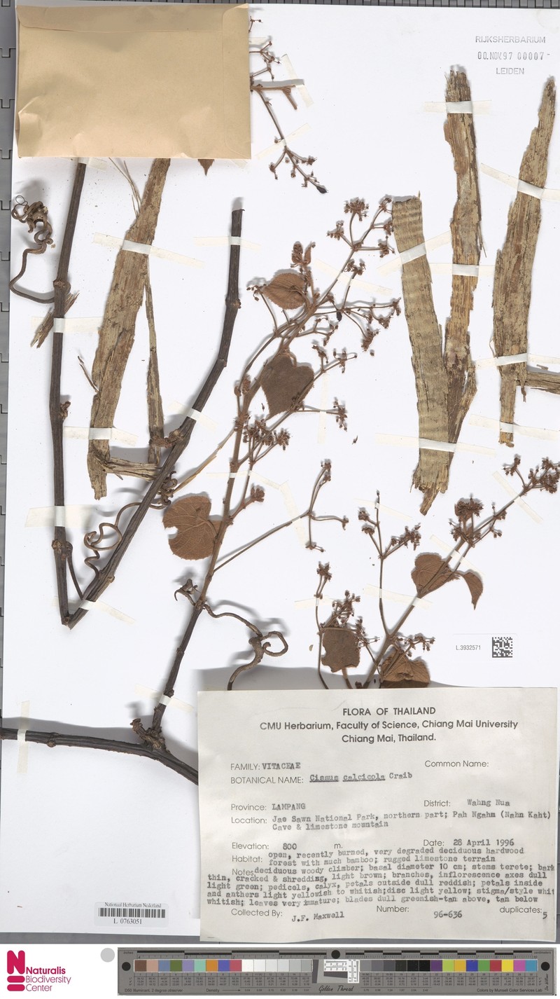 Cissus calcicola photo 3