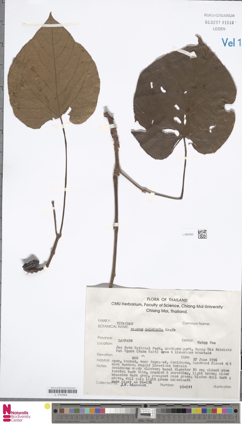 Cissus calcicola photo 4