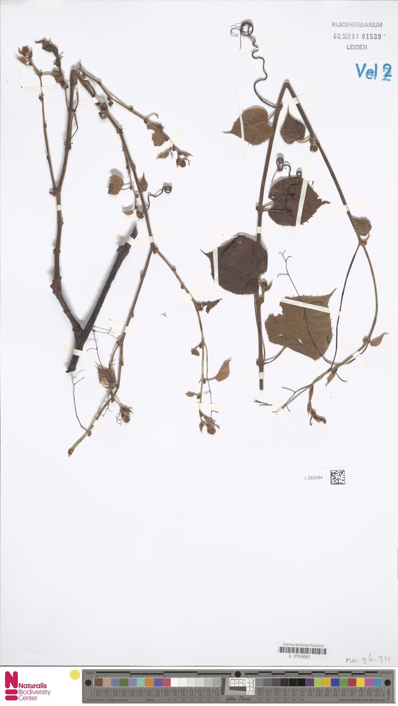 Cissus calcicola photo 5