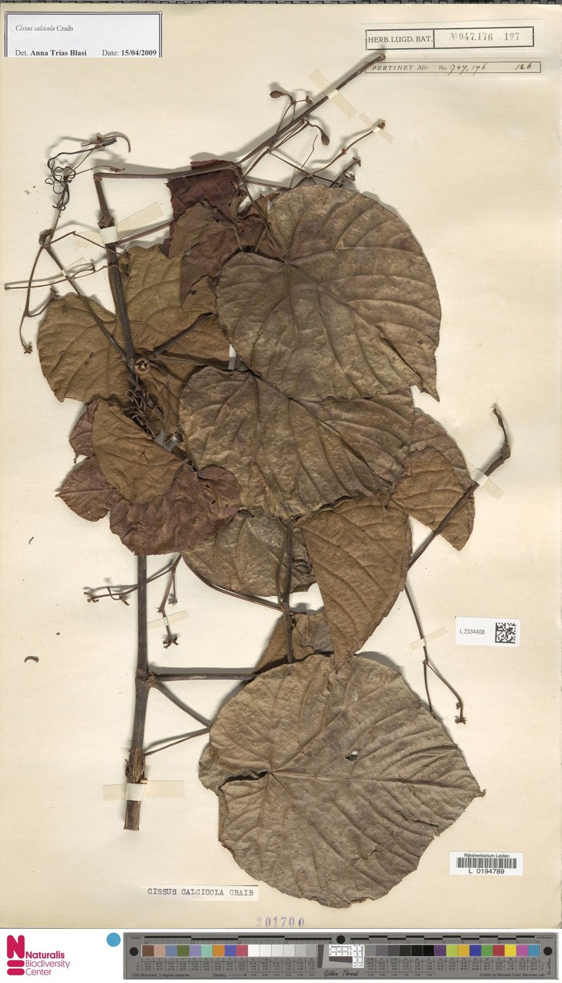Cissus calcicola photo 6