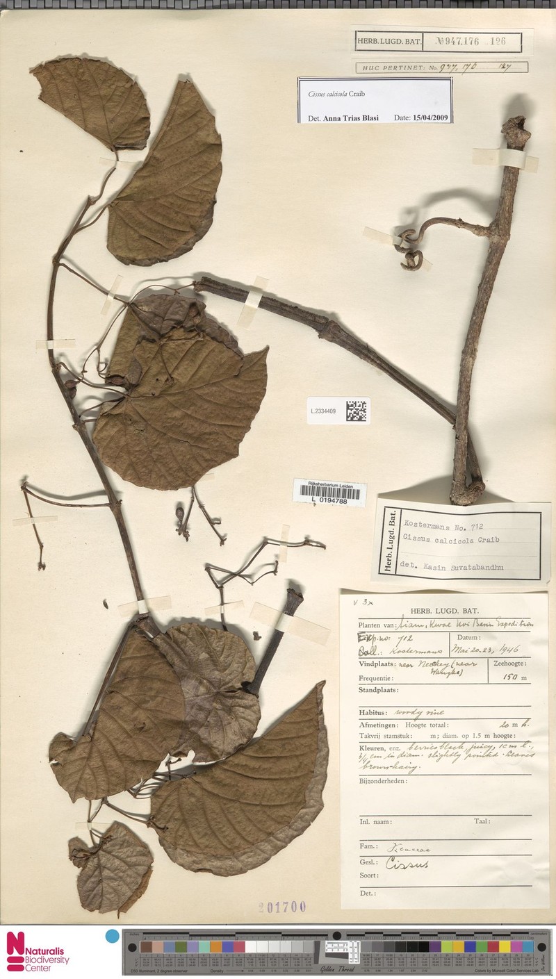 Cissus calcicola photo 8