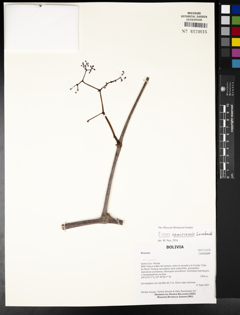 Cissus camiriensis