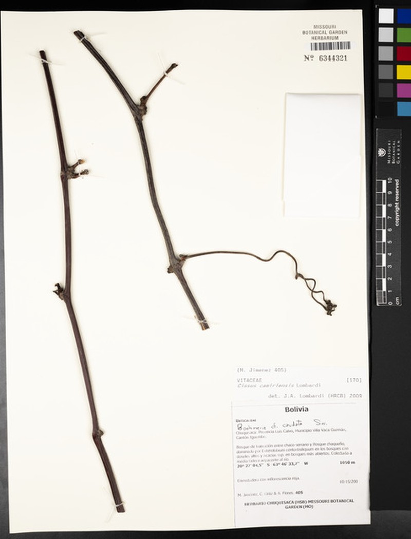 Cissus camiriensis photo 2
