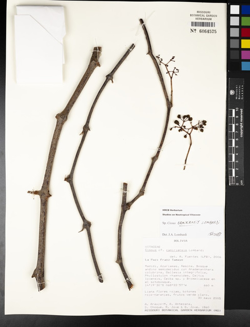 Cissus camiriensis photo 3