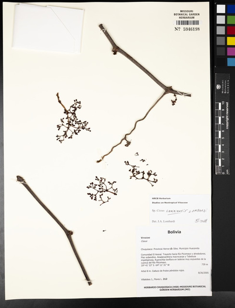 Cissus camiriensis photo 4