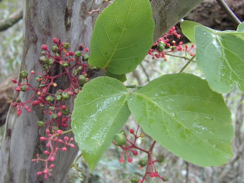 Cissus camiriensis photo 6
