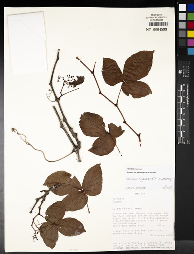Cissus camiriensis photo 7