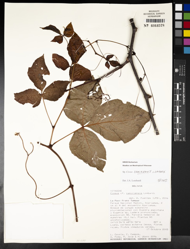 Cissus camiriensis photo 8