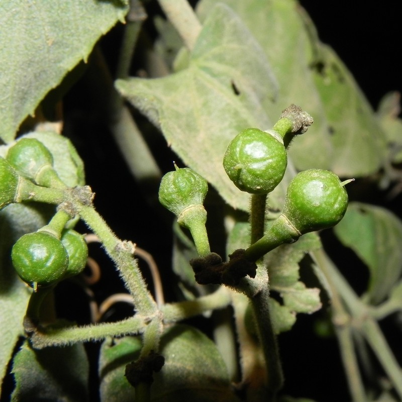 Cissus campestris