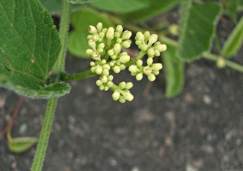 Cissus campestris photo 2