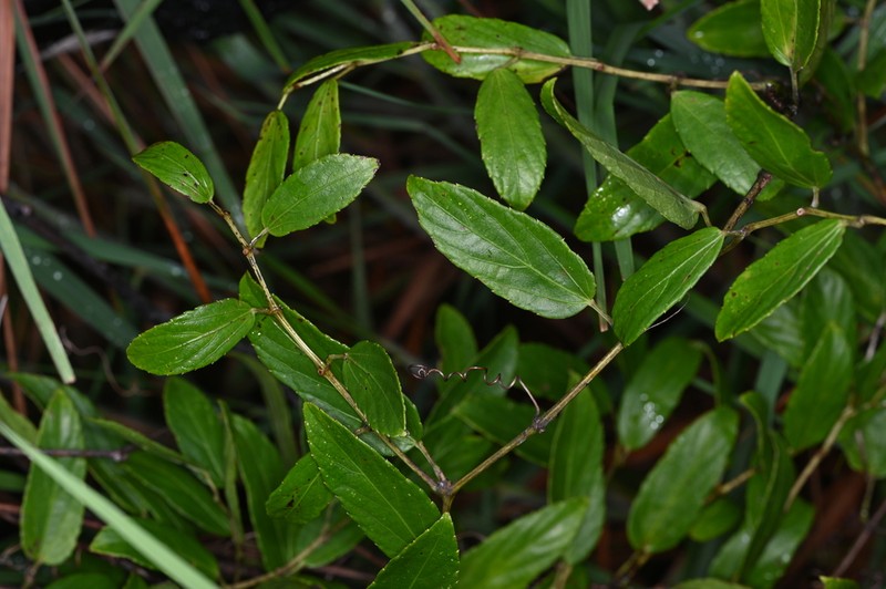 Cissus campestris photo 3