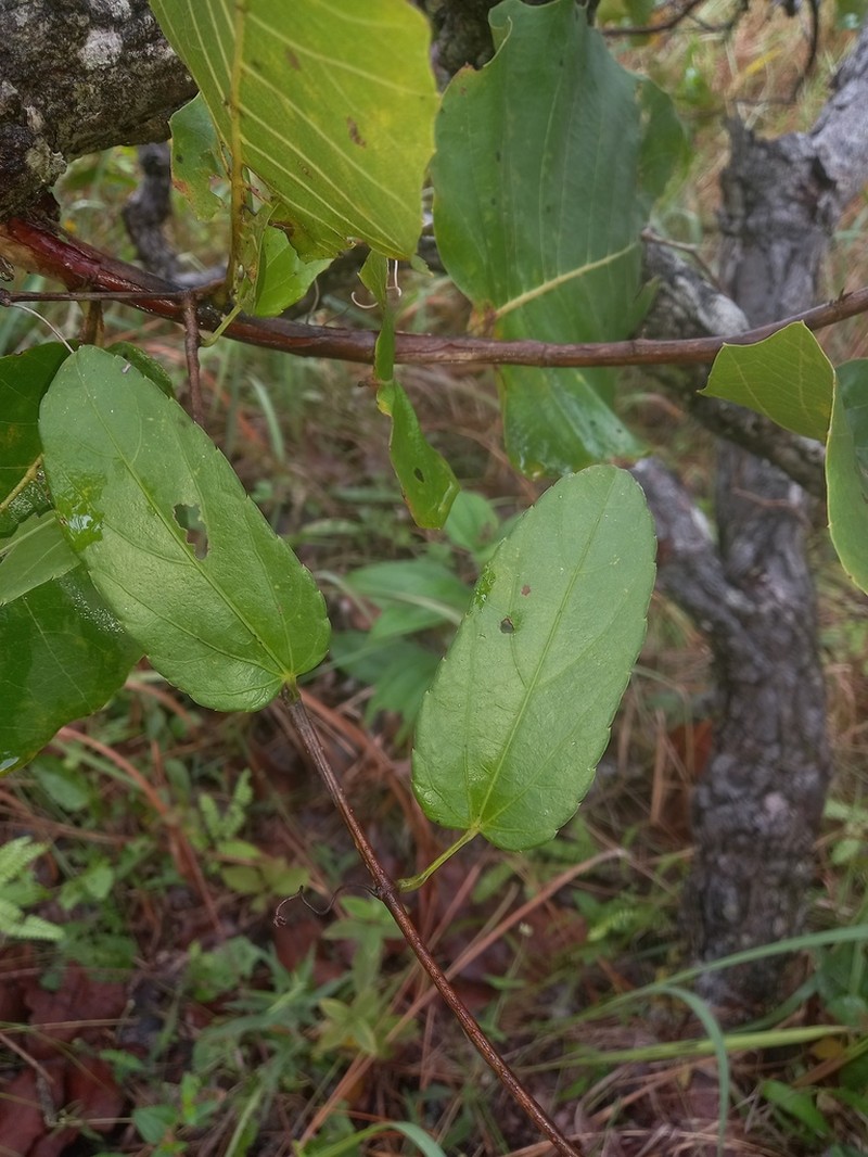 Cissus campestris photo 4