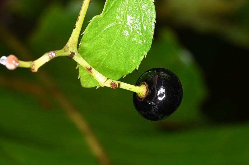 Cissus campestris photo 5