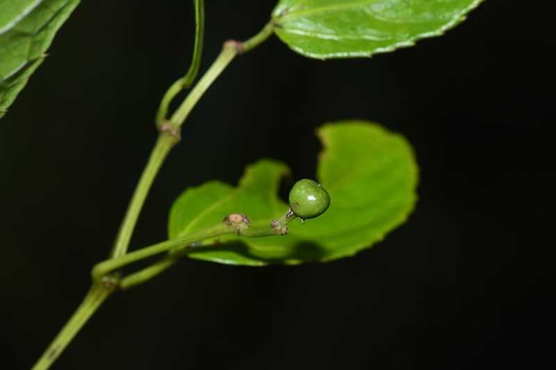 Cissus campestris photo 6