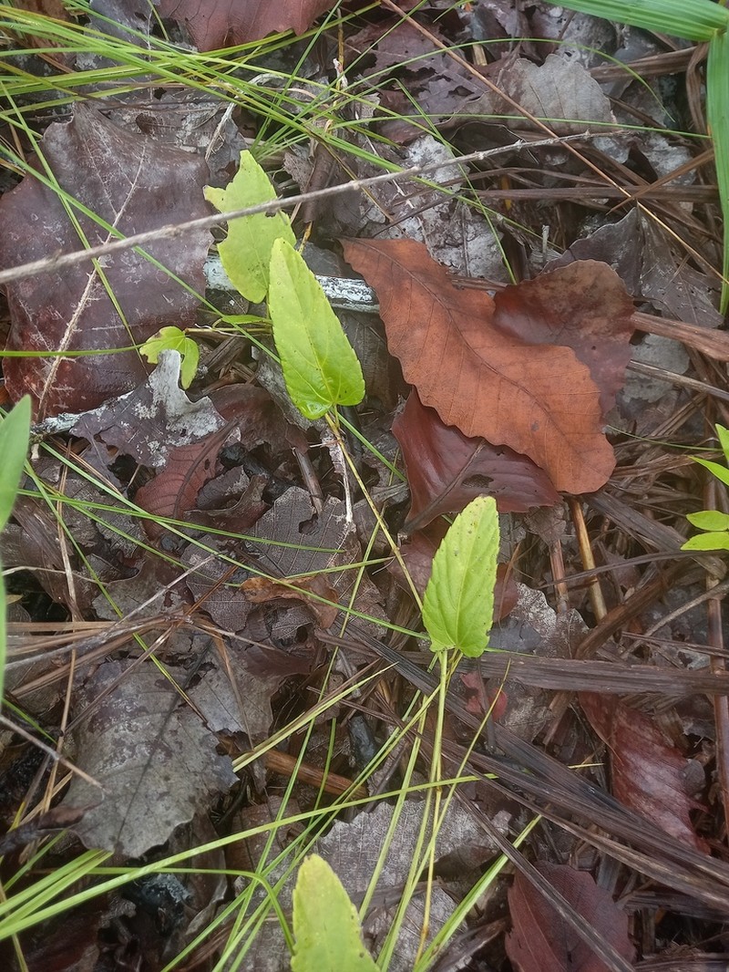 Cissus campestris photo 7