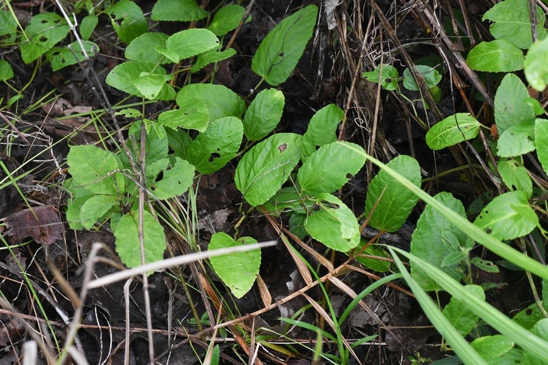 Cissus campestris photo 8