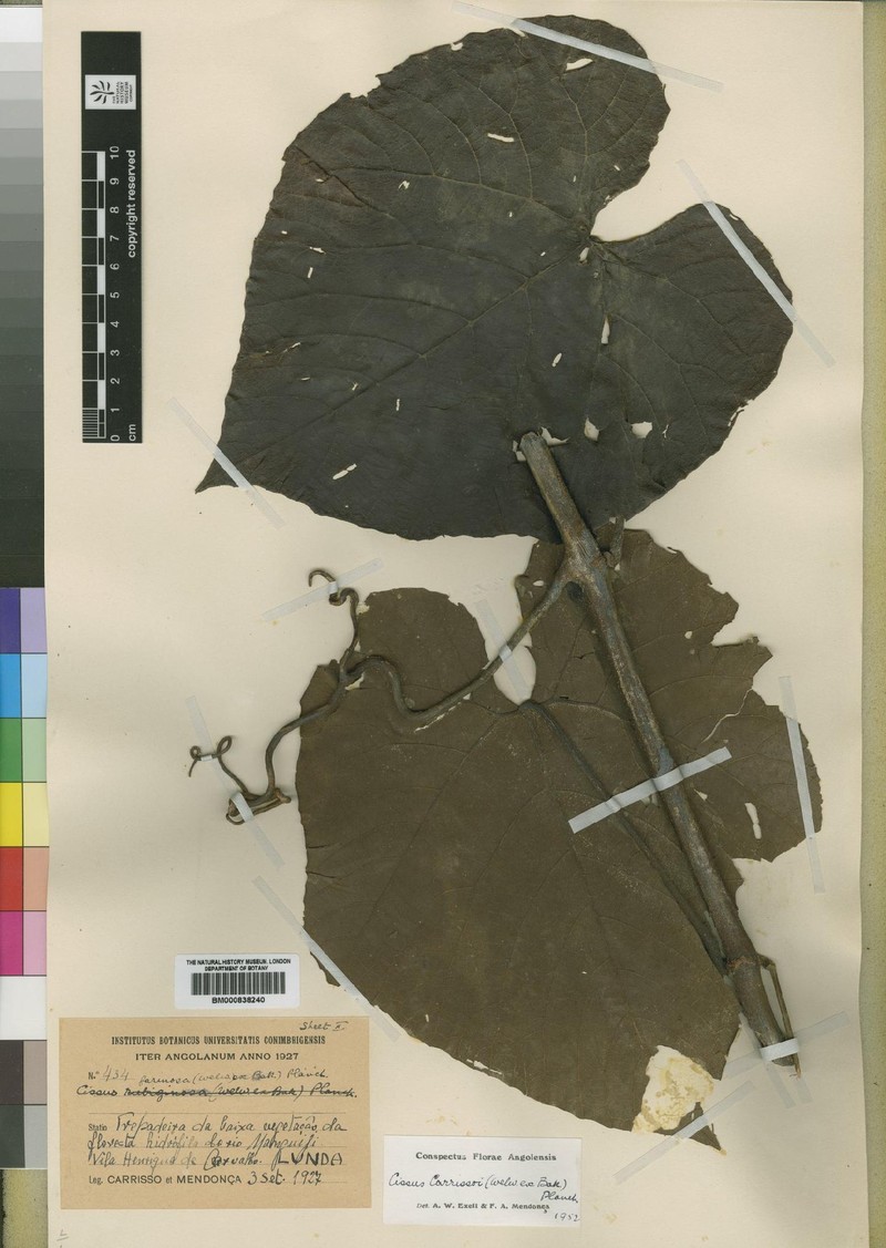 Cissus carrissoi photo 2
